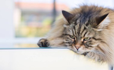 Uzun saçlı kedi bahçede uzanıyor. Sibirya cinsi erkek cinsi.