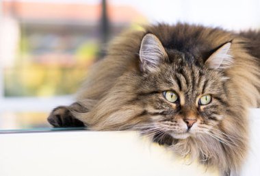 Uzun saçlı kedi bahçede uzanıyor. Sibirya cinsi erkek cinsi.