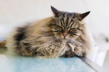 Uzun saçlı kedi bahçede uzanıyor. Sibirya cinsi erkek cinsi.