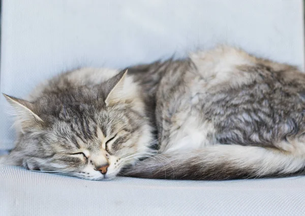 Langhaarige Katze schläft auf einem Stuhl, sibirische Rasse weibliches Geschlecht — Stockfoto