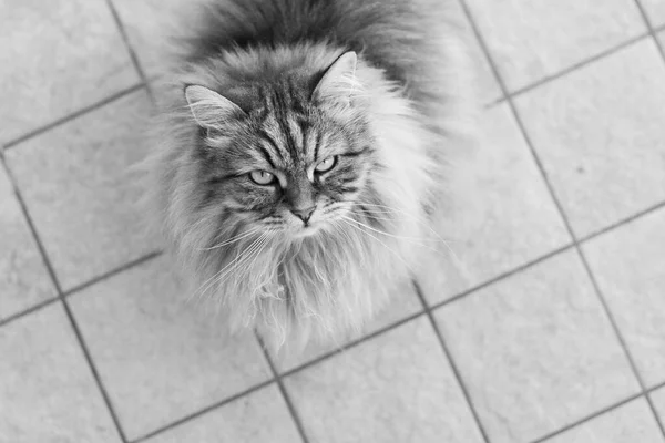 Langhaarige Katze im Garten, sibirische Rasse männliches Geschlecht — Stockfoto