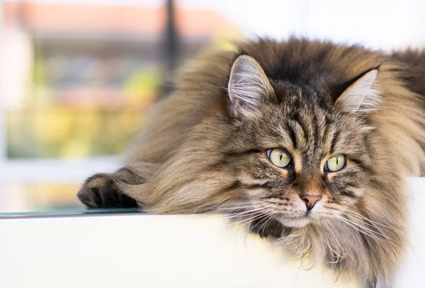 Gato de pelo largo acostado en relajarse en un jardín, raza siberiana género masculino — Foto de Stock