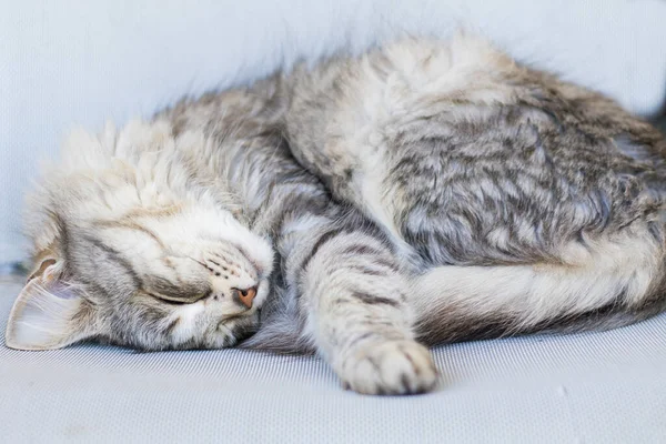 Gato de cabelos compridos dorme em uma cadeira, raça siberiana gênero feminino — Fotografia de Stock