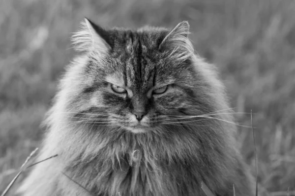 Sibirya kedisi bahçede rahat, çiftlik hayvanlarının evcil hayvanı. — Stok fotoğraf
