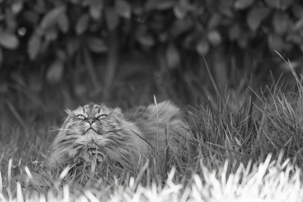 Сибірська кішка відпочиває в саду, домашня тварина. — стокове фото