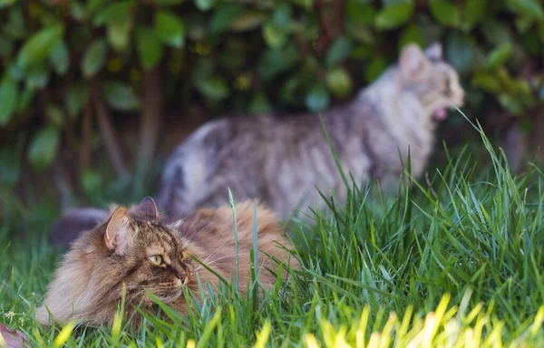 Gato siberiano em relaxar em um jardim, animal de estimação de gado — Fotografia de Stock