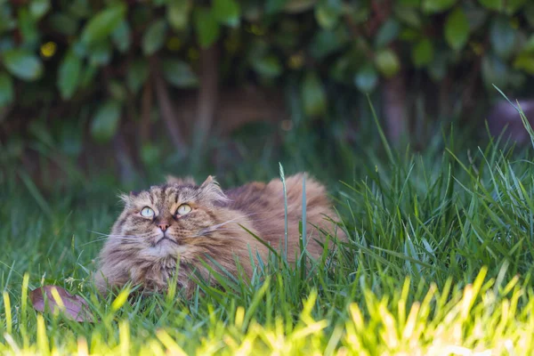 Chat sibérien en détente dans un jardin, animal de compagnie — Photo