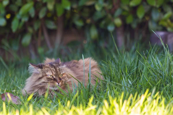 Sibirisk katt i koppla av i en trädgård, husdjur — Stockfoto