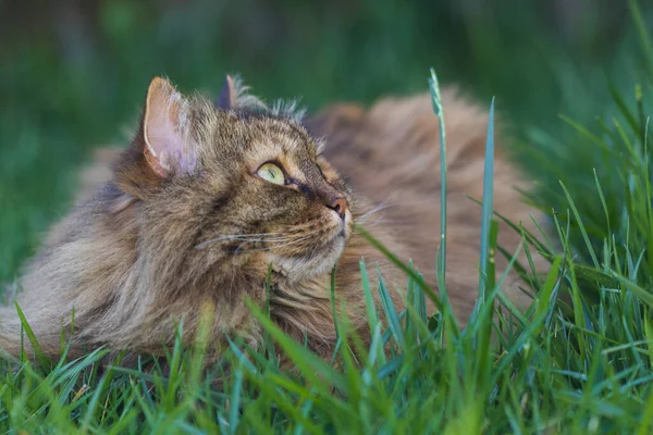 Gato siberiano en relajarse en un jardín, mascota de ganado —  Fotos de Stock