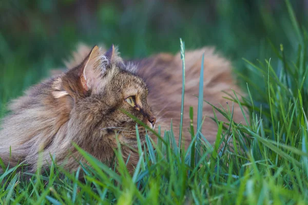 Sibirisk katt i koppla av i en trädgård, husdjur — Stockfoto