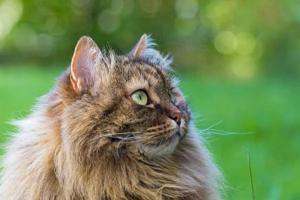 시베리안 고양이, 정원에서 쉴 새 없이 가축을 돌보는 모습 — 스톡 사진