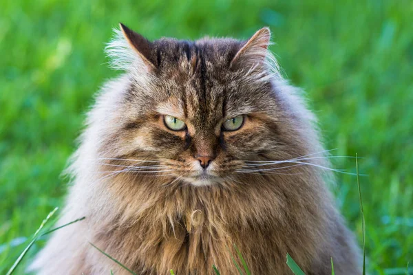 Siberian cat in relax in a garden, pet of livestock — Stock Photo, Image