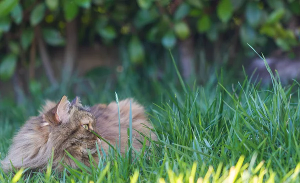 Siberian cat in relax in a garden, pet of livestock — Stock Photo, Image