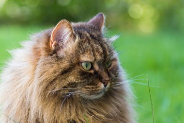 Sibirya kedisi bahçede rahat, çiftlik hayvanlarının evcil hayvanı.