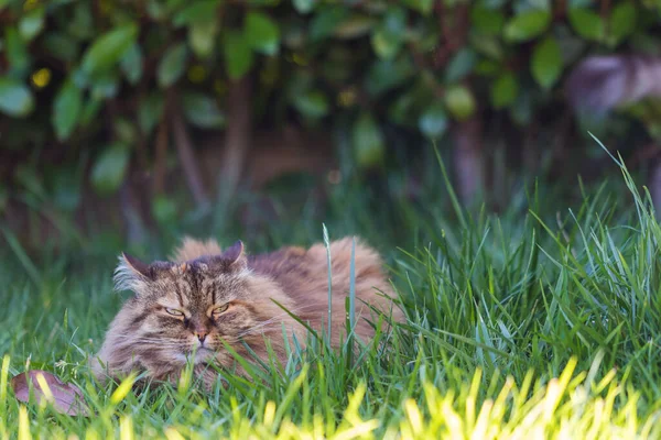 Sibirisk katt i koppla av i en trädgård, husdjur — Stockfoto