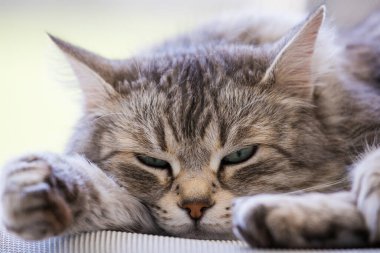 Sibirya cinsinden güzel, uzun saçlı bir kedi.