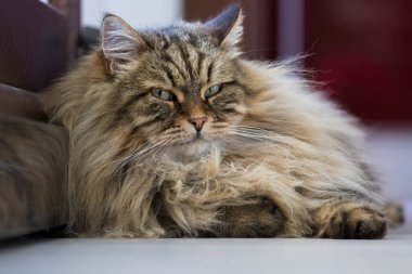 Sibirya cinsinden güzel, uzun saçlı bir kedi.
