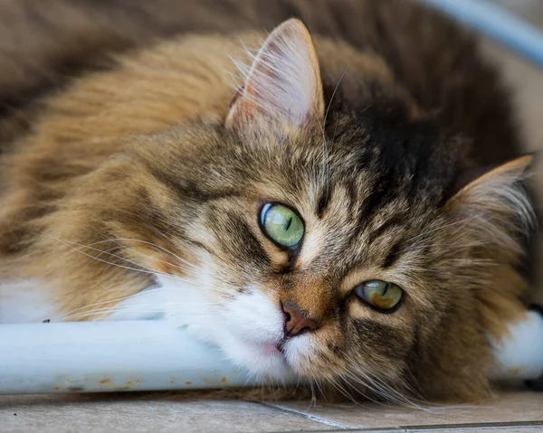 Vacker långhårig katt av sibirisk ras liggande i avkoppling — Stockfoto