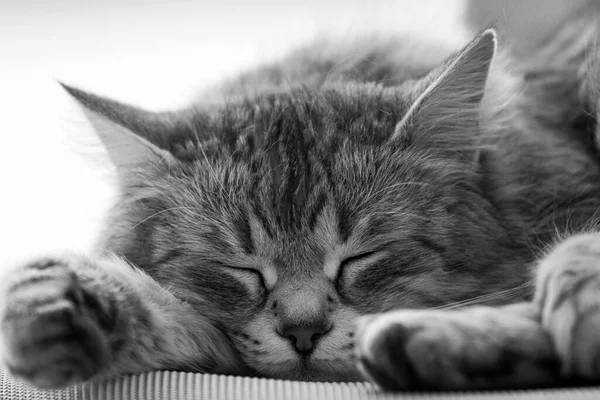 Belo gato de cabelos longos da raça siberiana deitado em relaxar — Fotografia de Stock