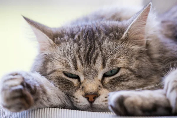 Sibirya cinsinden güzel, uzun saçlı bir kedi.