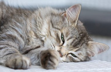 Sibirya cinsinden sevimli gümüş bir kedi beyaz bir kanepede yatıyor.