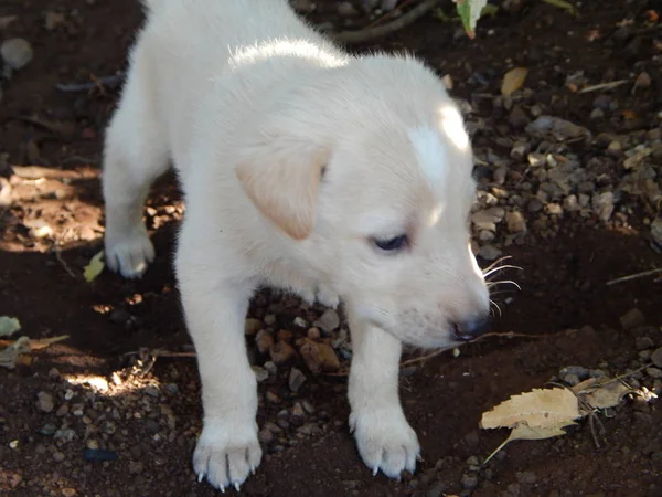 Bonito branco marrom cachorros na rua — Fotografia de Stock