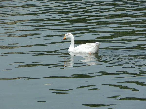 Witte zwaan op een vijver — Stockfoto