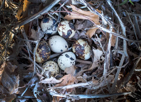Nido Codornices Silvestres Con Huevos Listos Para Incubar — Foto de Stock