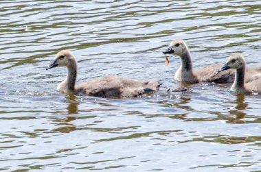 Üç küçük kuşlar kalmak onlar için yiyecek arama gibi birlikte, bir tane bile onunla atıştıracak bir şeyler getiriyor