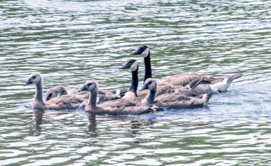 Anne Kaz ve baba goose kuşlar gurur küçük aile ile yüzmeye söndü