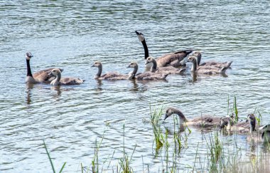 Mulitble familes kazlar, bir güzel Michigan gölünde sakin ol.