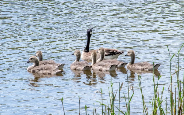 Mother Goose Looks Her Large Flock Babies Swim Beautiful Clear — Stock Photo, Image