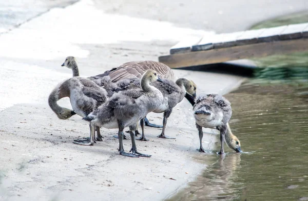 Gansos Bebés Exploram Margens Pequeno Lago Michgian Eua — Fotografia de Stock