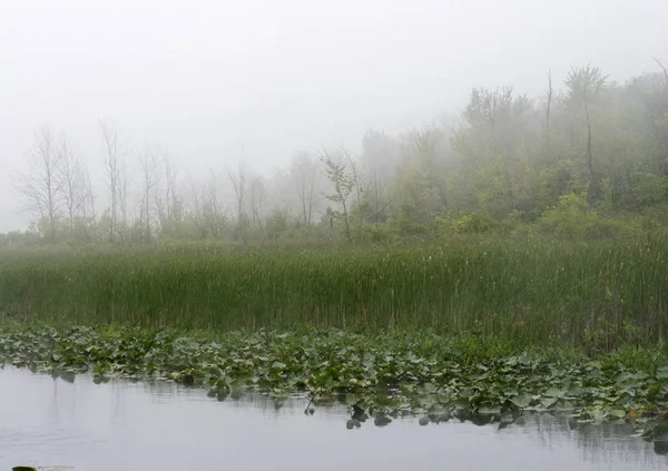 Туманный Весенний Пейзаж Тумане — стоковое фото