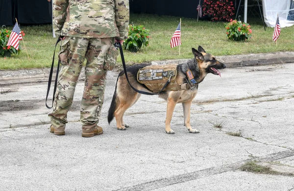 2018年6月22日圣约瑟夫 一个士兵在一条皮带上行走他的军用狗 无论是人还是动物都穿着制服 以防我们忘记 — 图库照片