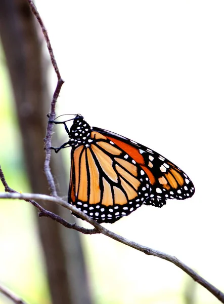 Una Bella Farfalla Monarca Poggia Sottile Ramo Albero — Foto Stock