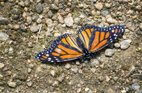 Beautiful Monarch Butterfly Rests Path Little Garden — Stock Photo, Image