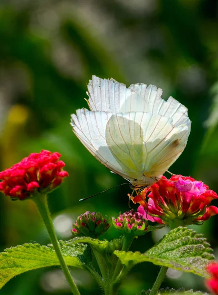 Una Hermosa Mariposa Blanca Bonito Jardín Disfruta Del Néctar Una — Foto de Stock