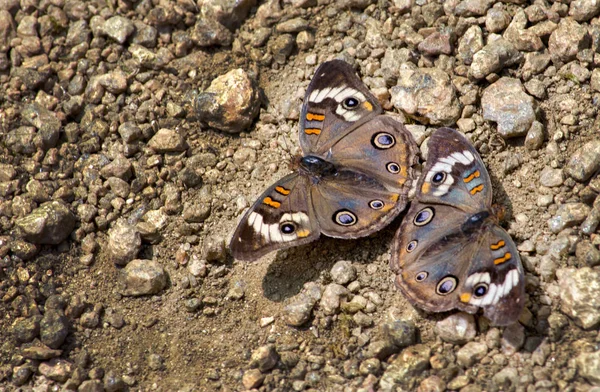 美しい庭園で地面に残りの部分バックアイ蝶の美しいペア — ストック写真