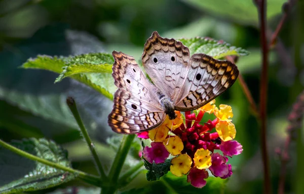 Гарний Білий Павич Метелик Красивому Саду Насолоджується Смачною Квіткою — стокове фото