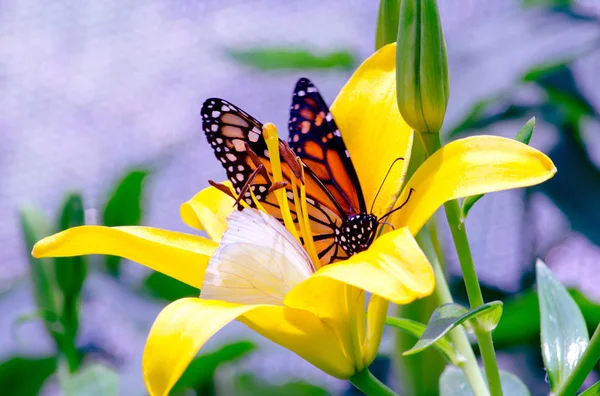 Uma Borboleta Monarca Compartilha Uma Flor Com Uma Pequena Borboleta — Fotografia de Stock