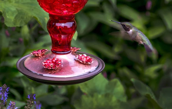 Ein Winziger Kolibri Schwebt Der Nähe Eines Futterhäuschens Für Köstlichen — Stockfoto
