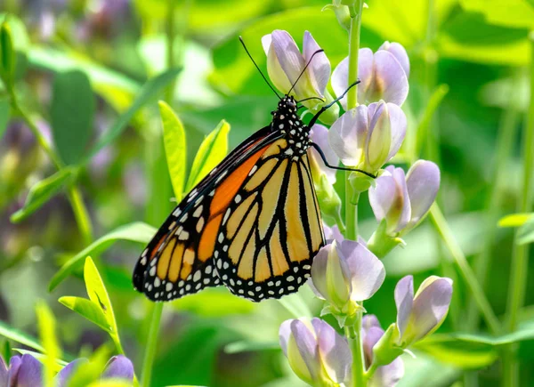 モナーク蝶は美しい庭園でカラフルな花にかかっています — ストック写真