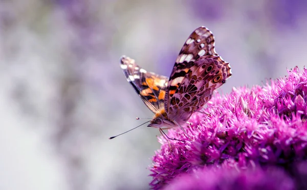 ヒメアカタテハ蝶紫の花には離陸の準備ができて — ストック写真
