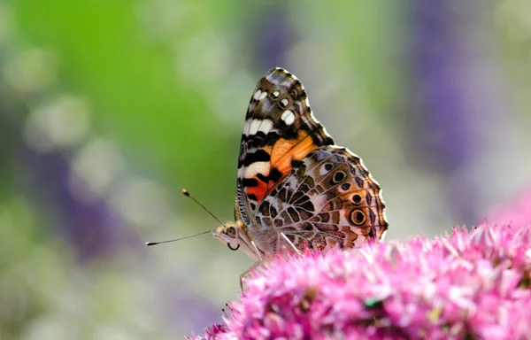 Painted Lady Motyl Spoczywała Fioletowe Kwiaty — Zdjęcie stockowe