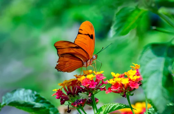 Renkli çiçekli güzel bir bahçe içinde güzel bir Julia kelebek