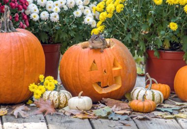 Küçük bir sincap bir Halloween jack o fener dışarı tırmanıyor ve etrafına bakıyor. Bu sonuçta güzel bir ev yapmak olabilir!