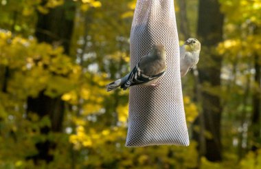 Golden finch toplamak thistle tohum ile doldurulmuş bir kuş çorap üzerinde