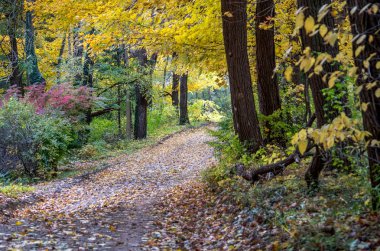 Michigan ABD'de bir güzel renkli ormanına alır bir kir kaplı yolu DIN bırakır