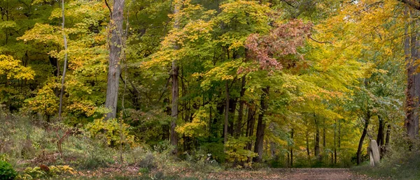 Árvores Bonitas Começando Mudar Cor Início Outono — Fotografia de Stock